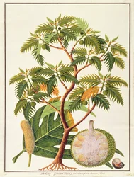 Sookong (Broodvrucht) en Artocarpus Incisa (Lin), uit Tekeningen van Planten uit Malakka, c.1805-18